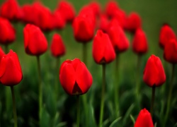 Czerwone, Tulipany, Łąka