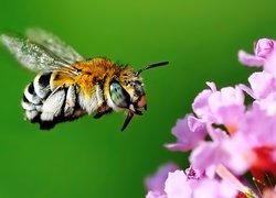 Pszczoła, Kwiatek, Lot