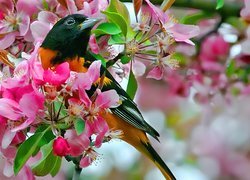 Ptak, Kolorowy, Kwiat