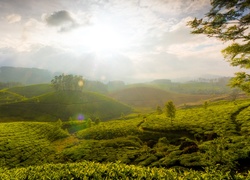 Plantacja, Herbata, Munnar, Indie