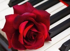 Róża, Klawisze, Fortepian