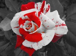 Biało, Czerwona, Róża