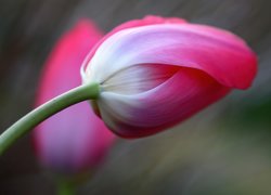 Kwiat, Tulipan