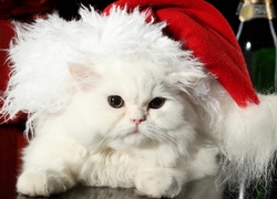Biały, Kot, Świąteczna, Czapka