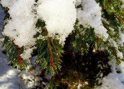 Iglaki, Śnieg