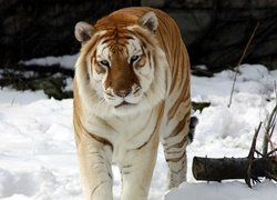 Tygrys, Dziki, Kot, Śnieg