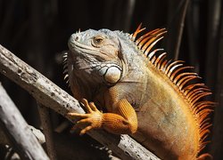 Iguana, Legwan zielony