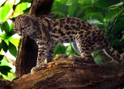 Kot, Margay, Drzewo