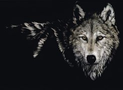 Wilk, Noc