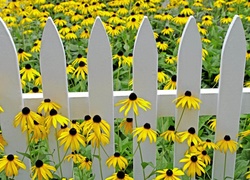 Łąka, Rudbekia, Płotek