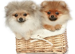 Psy, Koszyk, Szpice miniaturowe, Pomeraniany