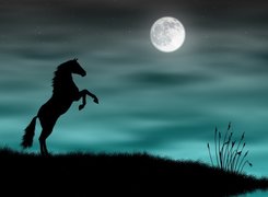Koń, Ksieżyc, Noc