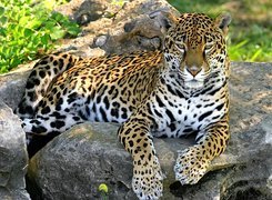 Skały, Jaguar
