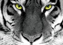 Tygrys, Zielone, Oczy