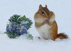 Śnieg, Świąteczny, Stroik, Chipmunk