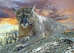Puma, Kot, Chmury