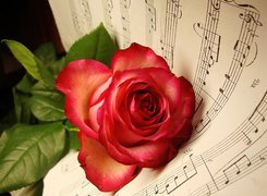 Muzyka, Nuty, Róża
