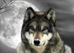 Wilk, Księżyc, Noc