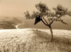 Sepia, Drzewo, Wzgórze