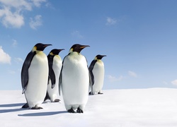 Pingwiny, Niebo, Śnieg