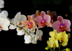 Kolorowa, Orchidea