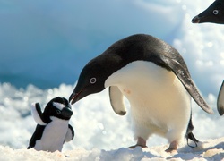 Pingwiny, Maskotka