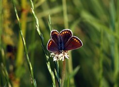 Motyl, Trawa