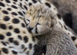 Mały, Gepard