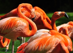 Pomarańczowe, Flamingi