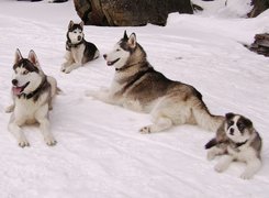 Psy, Rodzina, Siberian Husky