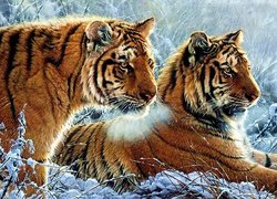 Tygrysy, Zima, Śnieg
