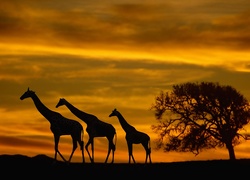 Żyrafy, Zachód, Słońca