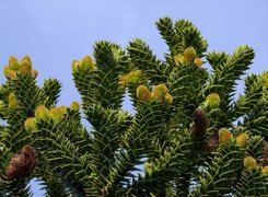 Araucaria