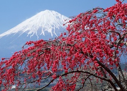 Fuji, Japonia