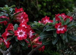 Kwiaty, Różowe, Adenium, Róża pustyni, Gałązki, Liście