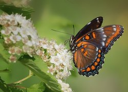 Motyl, Admirał purpurowy, Limenitis arthemis, Białe, Kwiaty