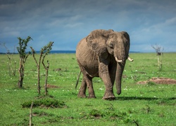 Afrykański słoń na sawannie