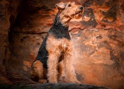 Siedzący, Pies, Airedale terrier