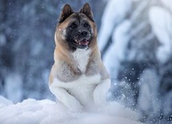 Zima, Pies, Akita amerykańska, Śnieg, Zbliżenie