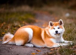 Akita inu na ścieżce