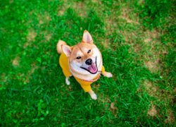 Akita inu, Pies