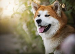 Akita inu pod krzewem