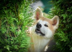 Akita inu pośród zielonych gałązek