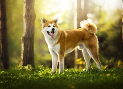 Akita inu stoi na rozświetlonej leśnej polanie