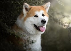 Akita inu w krzewach