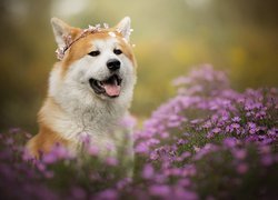 Pies, Akita inu, Mordka, Wianek, Kwiaty, Astry marcinki
