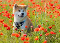 Akita inu wśród maków na łące