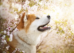 Akita inu