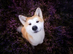 Akita Inu, Wrzos