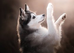 Pies, Alaskan klee kai, Uniesione, Łapki